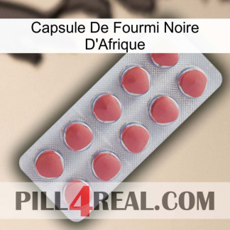 Africa Black Ant Capsule 18